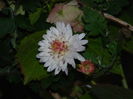 DSCN3042