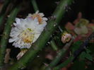 DSCN3043