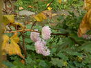 DSCN3226