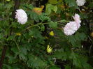 DSCN3535