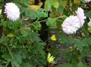 DSCN3536