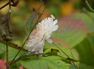 DSCN3593