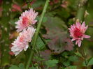 DSCN3595