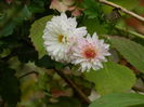 DSCN3596