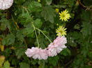 DSCN3598