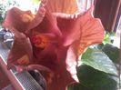 a doua floare