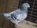 VINDUT