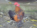 vandut