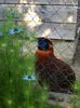 Tragopan temmnick