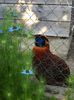 Tragopan temmnick