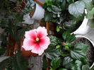 SAM_0250