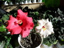 SAM_0256