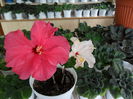 SAM_0269