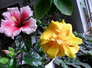 SAM_0274