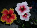 SAM_0494