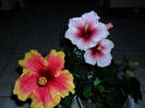 SAM_0495