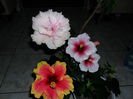 SAM_0496