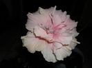 SAM_0498