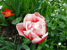 SAM_0137