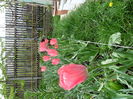 SAM_0141