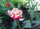 SAM_0194