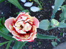 SAM_0195
