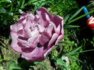 SAM_0199