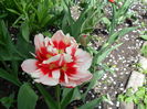 SAM_0239