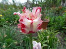 SAM_0275