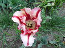 SAM_0278