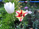 SAM_0416