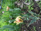 SAM_0457