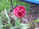 SAM_5398