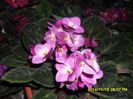 SAM_7595
