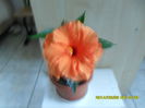 SAM_6583
