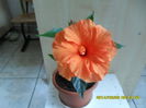 SAM_6584