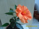 SAM_6585