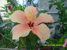 SAM_6636
