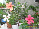 SAM_6653