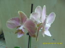 SAM_6695
