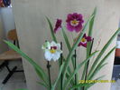 SAM_6409