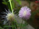 Mimosa pudica (2014, November 14)