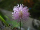 Mimosa pudica (2014, November 14)