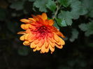 DSCN3618