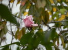 DSCN3634