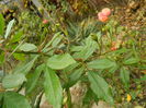 DSCN3636