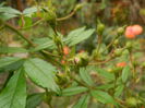 DSCN3637