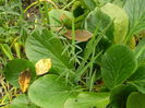 DSCN3647