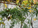 DSCN3648