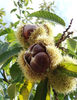 Castanea sativa